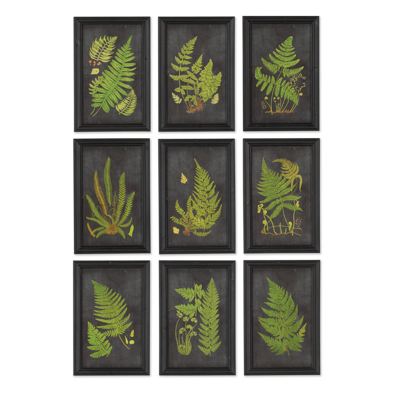 Design Shop Framed Fern Botanical Prints, Set Of 9