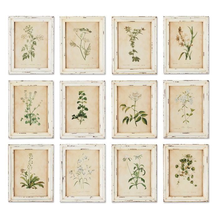 Design Shop Framed Wild Flower Botanical Prints, Set Of 12
