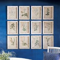 Design Shop Framed Wild Flower Botanical Prints, Set Of 12