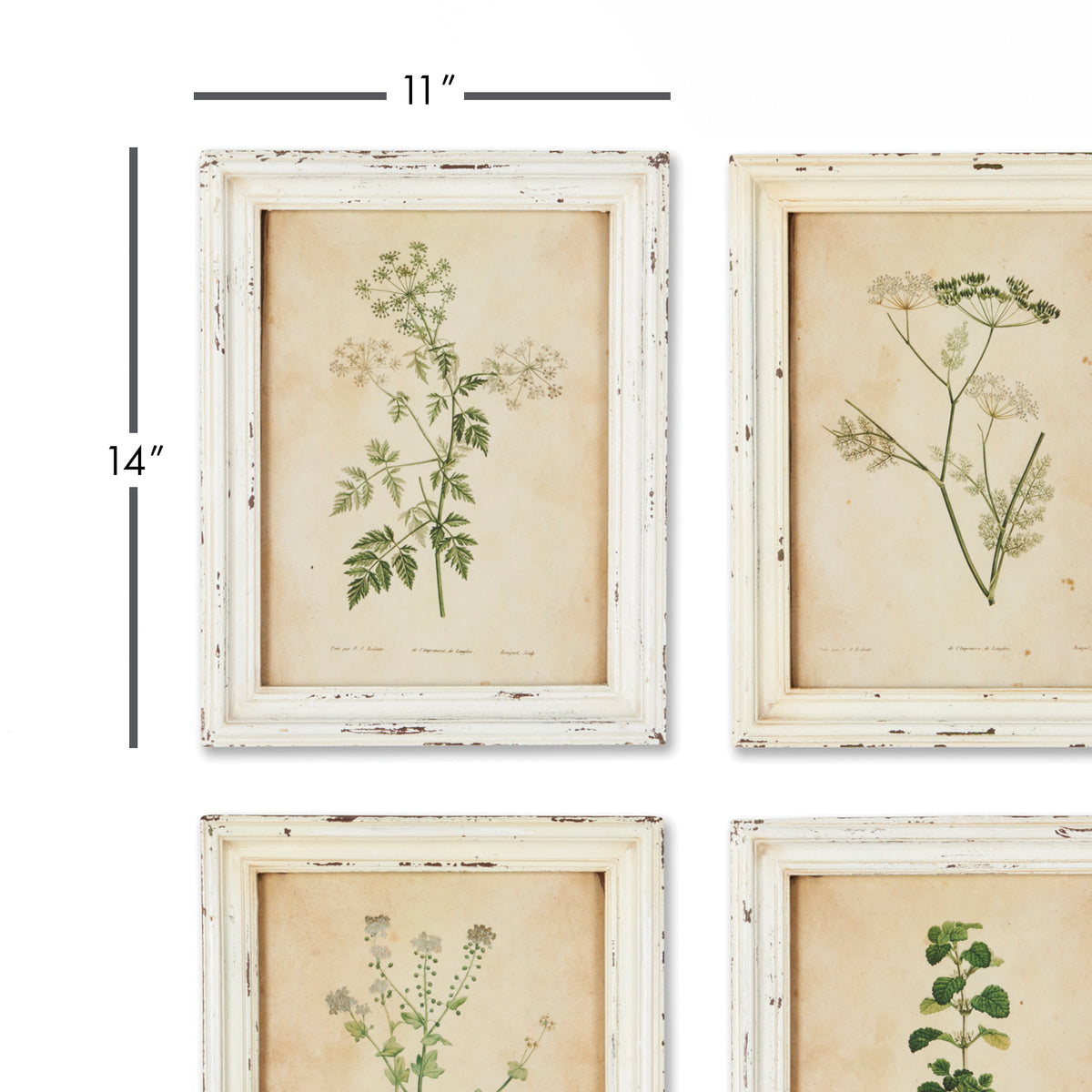 Design Shop Framed Wild Flower Botanical Prints, Set Of 12