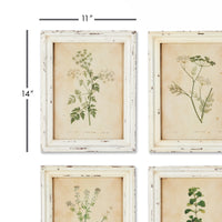 Design Shop Framed Wild Flower Botanical Prints, Set Of 12