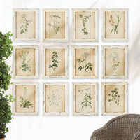 Design Shop Framed Wild Flower Botanical Prints, Set Of 12