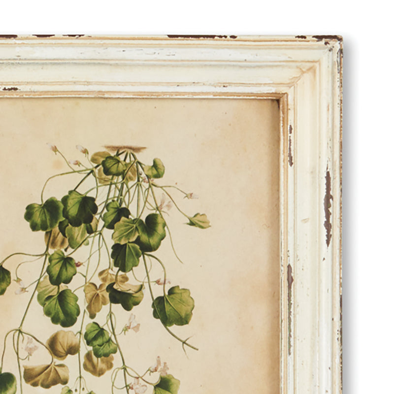 Design Shop Framed Wild Flower Botanical Prints, Set Of 12