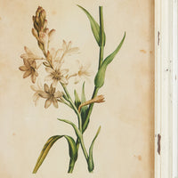 Design Shop Framed Wild Flower Botanical Prints, Set Of 12