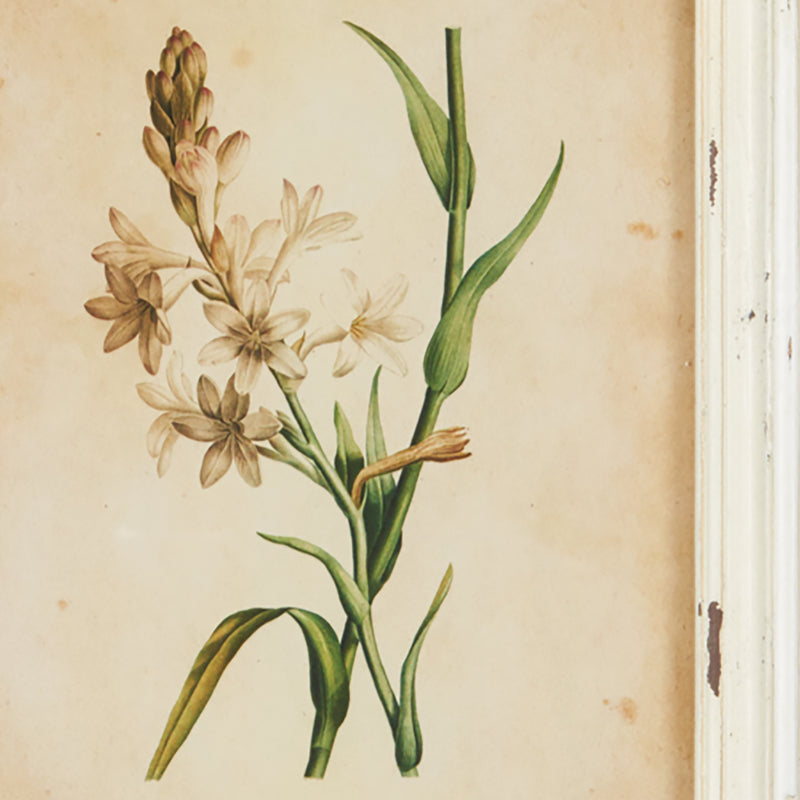 Design Shop Framed Wild Flower Botanical Prints, Set Of 12