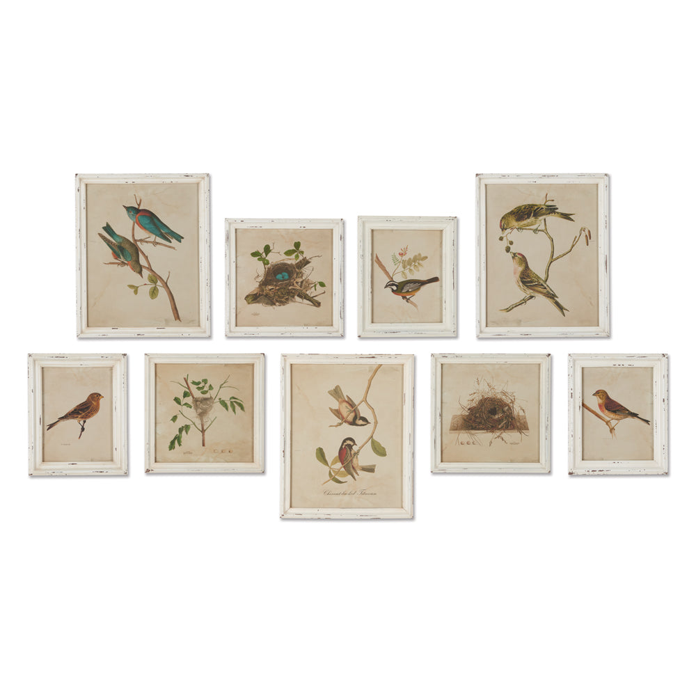 Design Shop Framed Aviary Bird & Nest Habitat Prints, Set Of 9