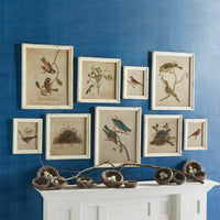 Design Shop Framed Aviary Bird & Nest Habitat Prints, Set Of 9