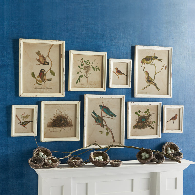 Design Shop Framed Aviary Bird & Nest Habitat Prints, Set Of 9