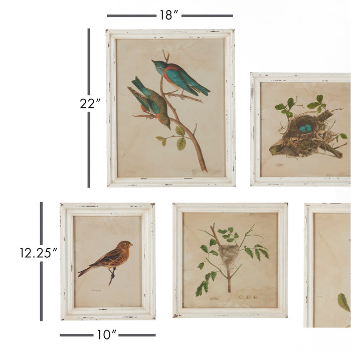 Design Shop Framed Aviary Bird & Nest Habitat Prints, Set Of 9