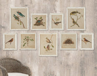 Design Shop Framed Aviary Bird & Nest Habitat Prints, Set Of 9