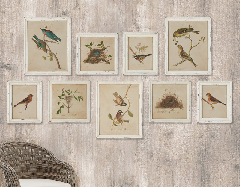 Design Shop Framed Aviary Bird & Nest Habitat Prints, Set Of 9