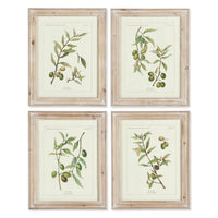 Design Shop Framed Olive Leaf Botanical Prints, Set Of 4
