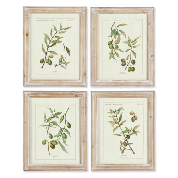Design Shop Framed Olive Leaf Botanical Prints, Set Of 4