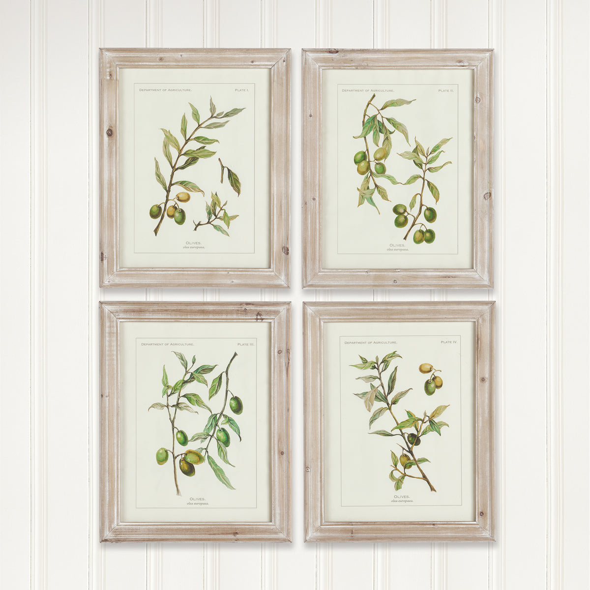 Design Shop Framed Olive Leaf Botanical Prints, Set Of 4