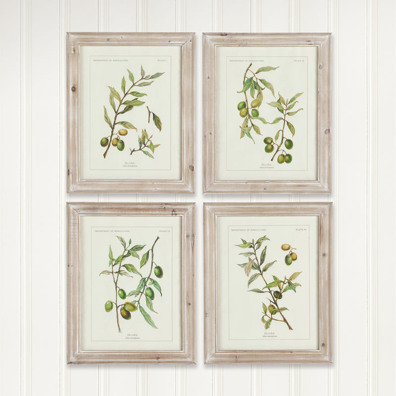 Design Shop Framed Olive Leaf Botanical Prints, Set Of 4
