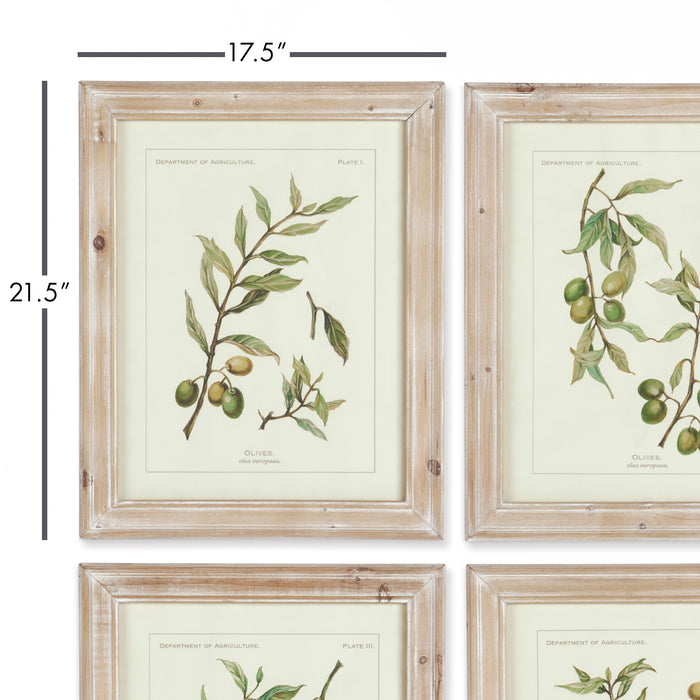 Design Shop Framed Olive Leaf Botanical Prints, Set Of 4