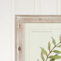 Design Shop Framed Olive Leaf Botanical Prints, Set Of 4