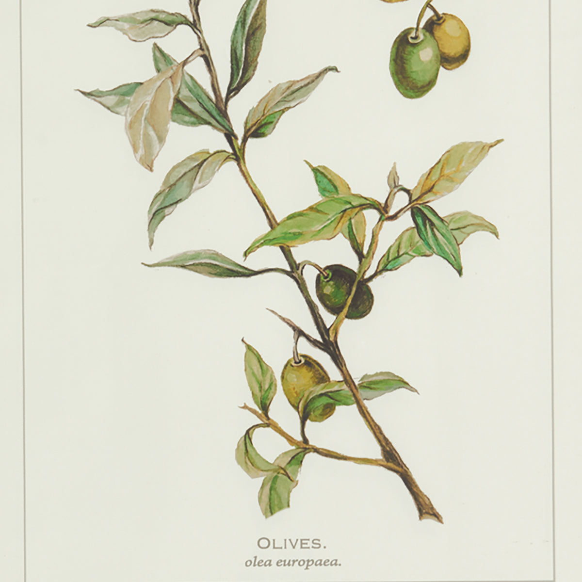 Design Shop Framed Olive Leaf Botanical Prints, Set Of 4