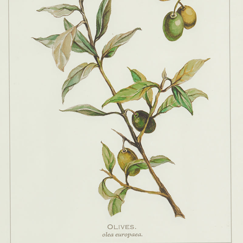 Design Shop Framed Olive Leaf Botanical Prints, Set Of 4