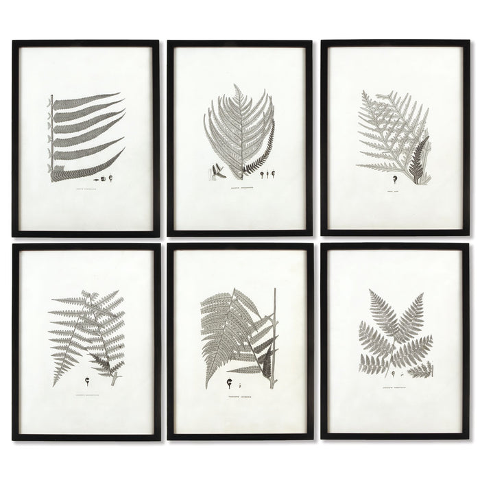 Design Shop Framed Gray-Tone Fern Prints, Set Of 6