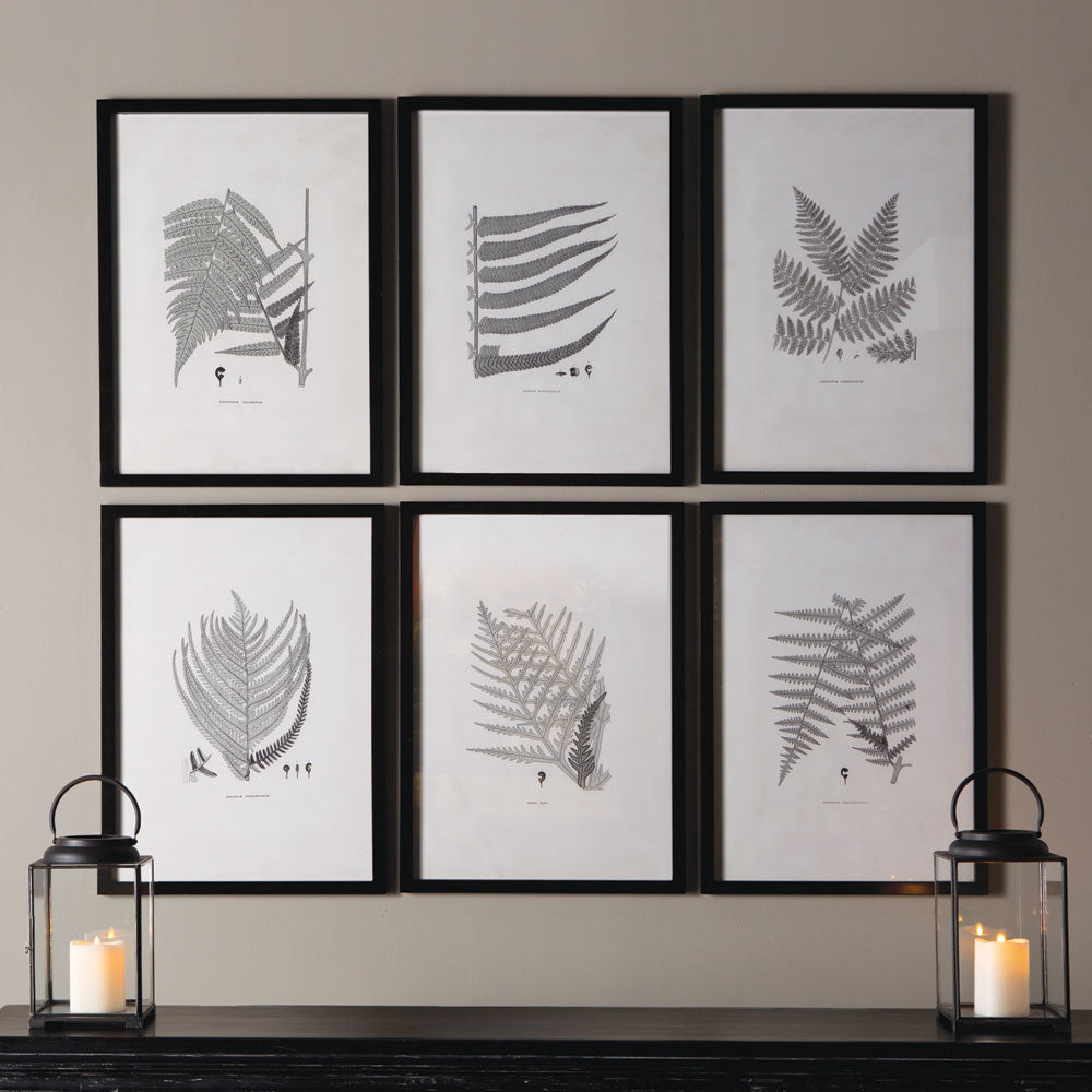 Design Shop Framed Gray-Tone Fern Prints, Set Of 6