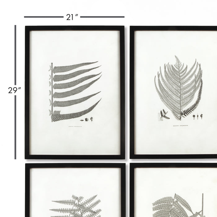 Design Shop Framed Gray-Tone Fern Prints, Set Of 6
