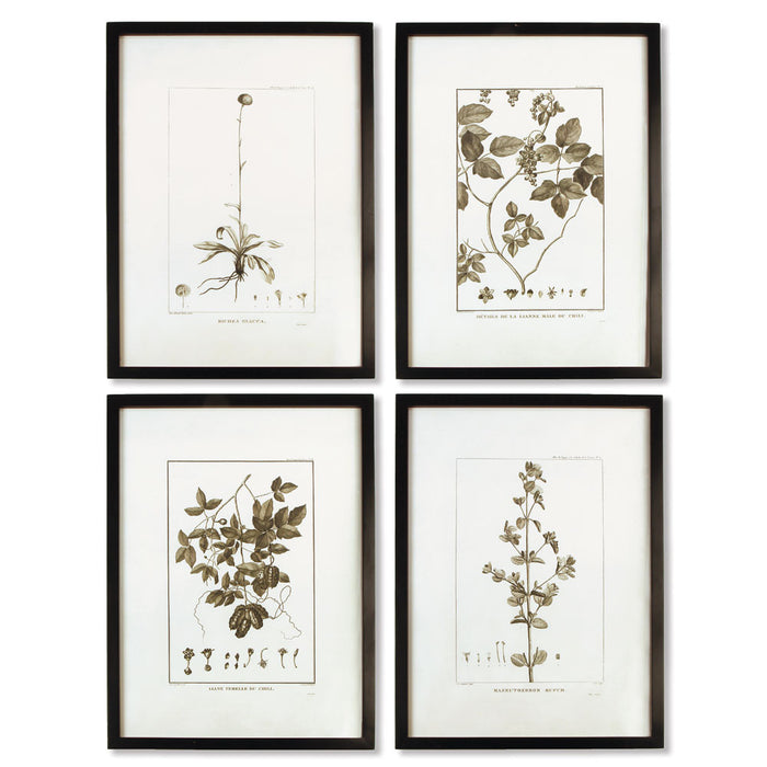 Design Shop Framed Sepia-Tone Botanical Prints, Set Of 4