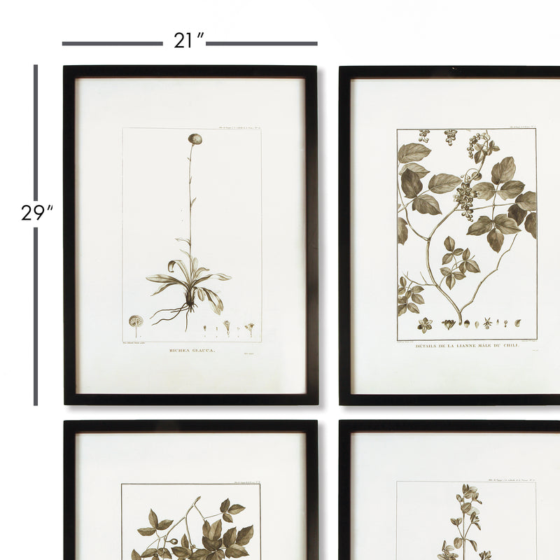 Design Shop Framed Sepia-Tone Botanical Prints, Set Of 4