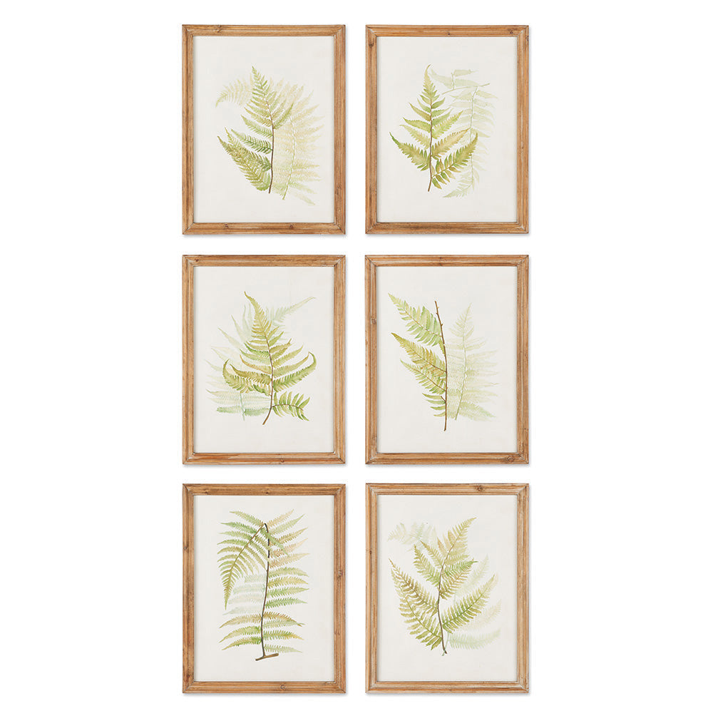 Design Shop Framed Fern Study, Set Of 6