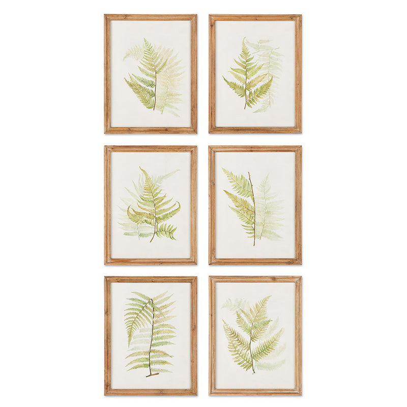 Design Shop Framed Fern Study, Set Of 6