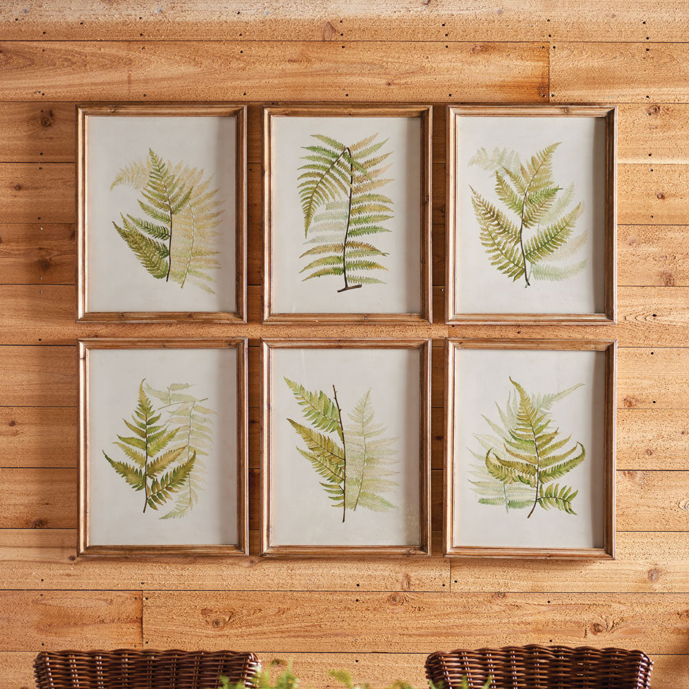 Design Shop Framed Fern Study, Set Of 6