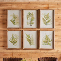 Design Shop Framed Fern Study, Set Of 6