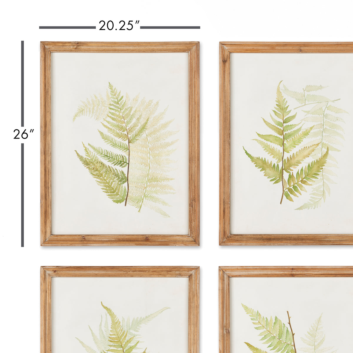 Design Shop Framed Fern Study, Set Of 6