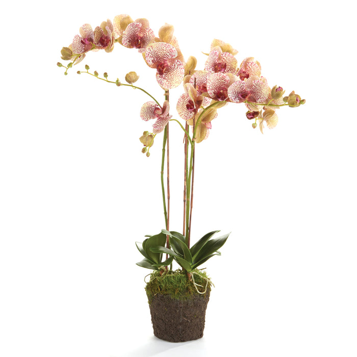 Design Shop Phalaenopsis Orchid Drop-In 32"