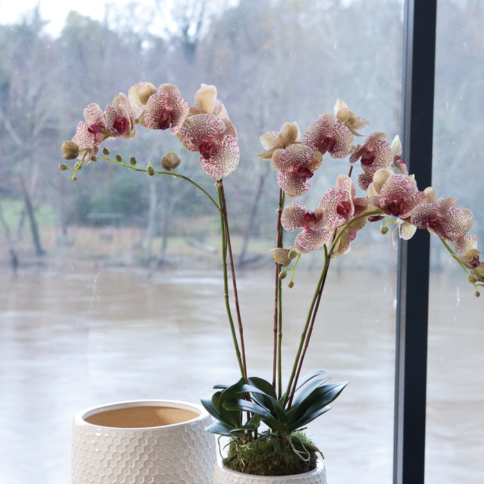 Design Shop Phalaenopsis Orchid Drop-In 32"
