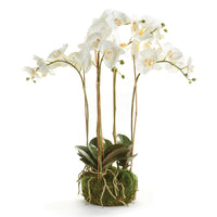 Design Shop Phalaenopsis Orchid Bowl Drop-In 25"