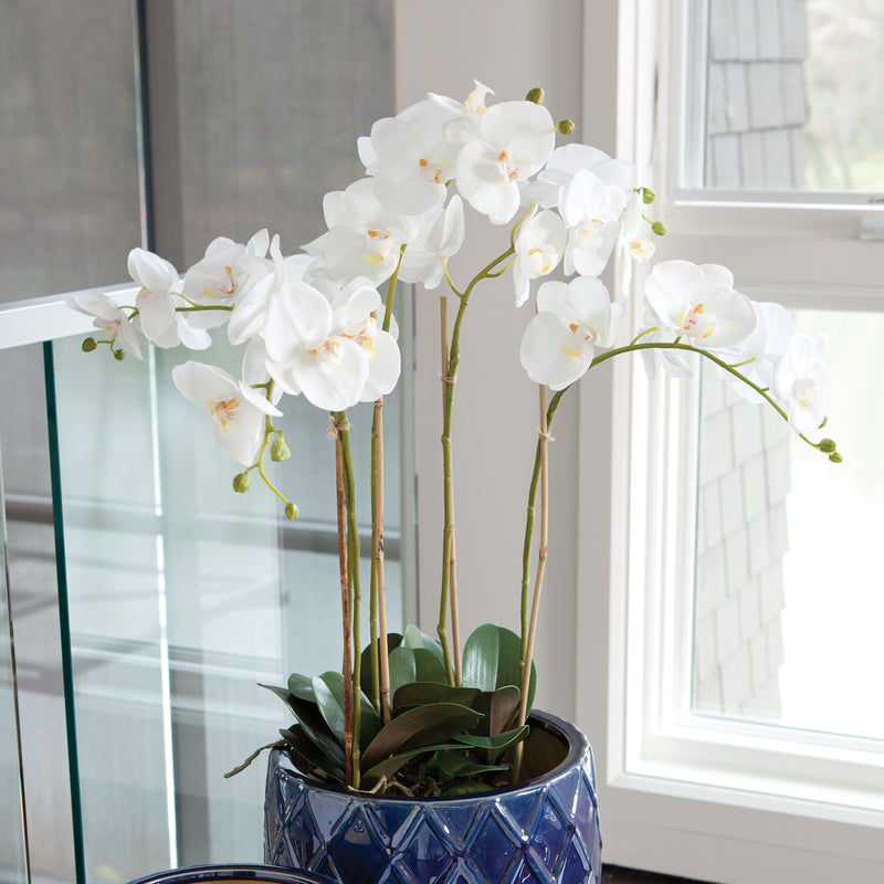 Design Shop Phalaenopsis Orchid Bowl Drop-In 25"