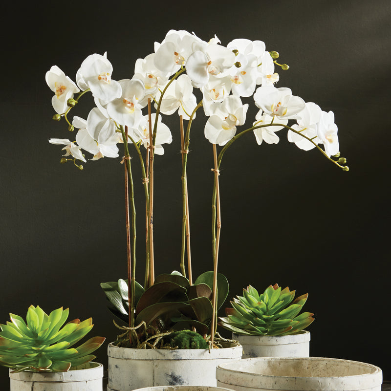 Design Shop Phalaenopsis Orchid Bowl Drop-In 25"