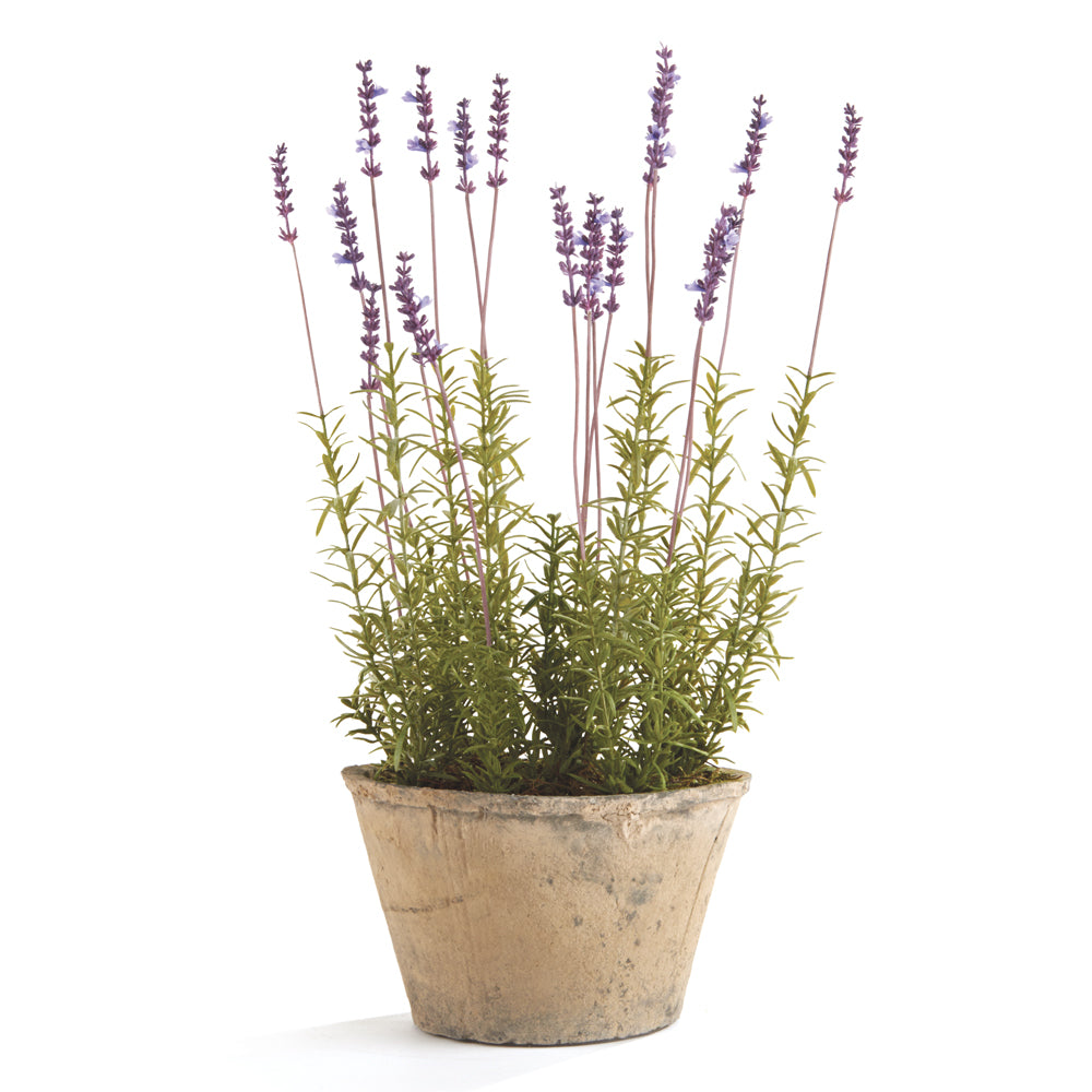 Design Shop French Lavender Potted 21"