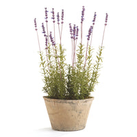 Design Shop French Lavender Potted 21"