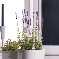 Design Shop French Lavender Potted 21"