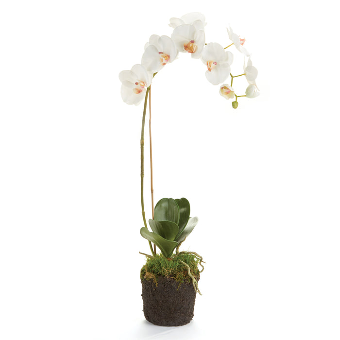 Design Shop Phalaenopsis Orchid Drop-In 26"