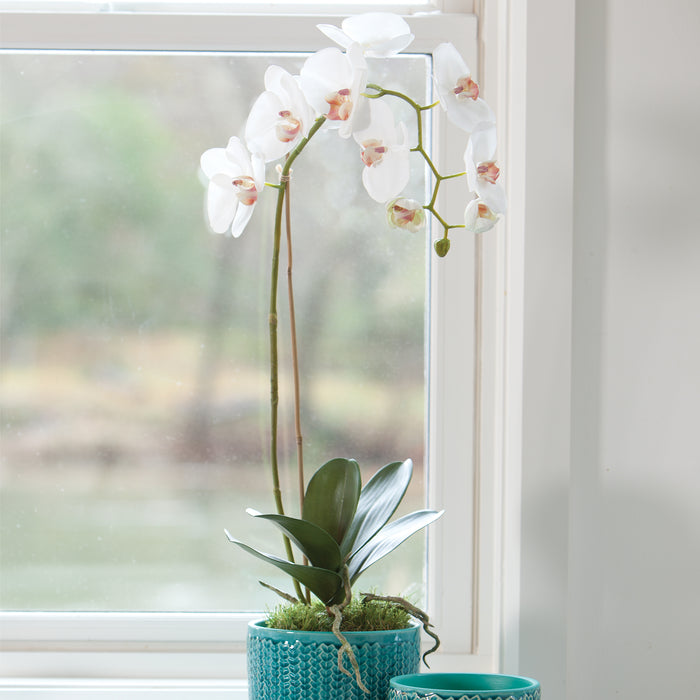 Design Shop Phalaenopsis Orchid Drop-In 26"