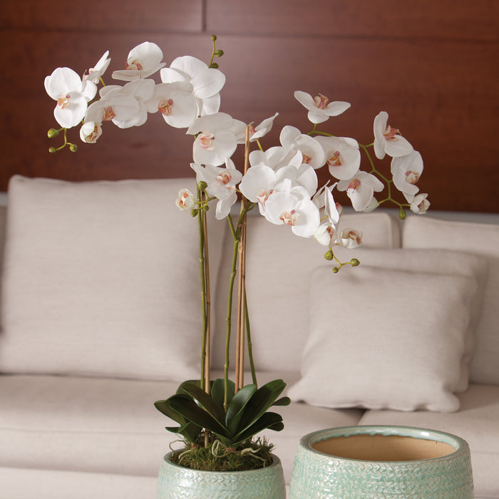 Design Shop Phalaenopsis Orchid Drop-In 31"