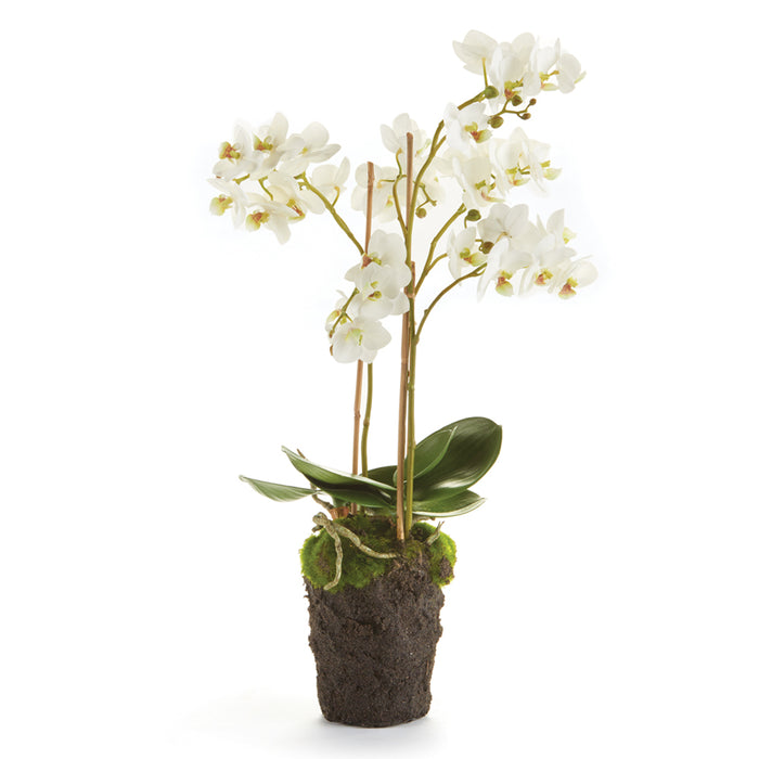 Design Shop Phalaenopsis Orchid Drop-In 20"
