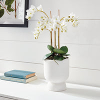Design Shop Phalaenopsis Orchid Drop-In 20"
