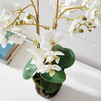 Design Shop Phalaenopsis Orchid Drop-In 20"