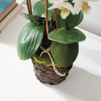 Design Shop Phalaenopsis Orchid Drop-In 20"