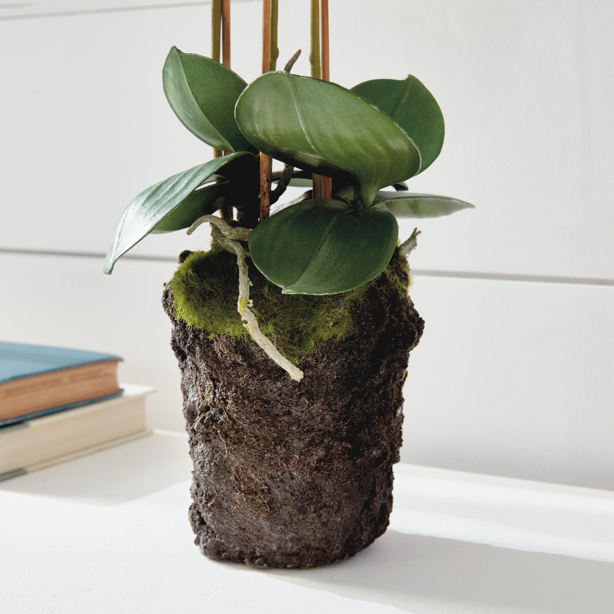 Design Shop Phalaenopsis Orchid Drop-In 20"