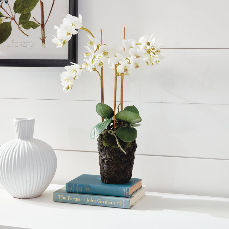 Design Shop Phalaenopsis Orchid Drop-In 20"